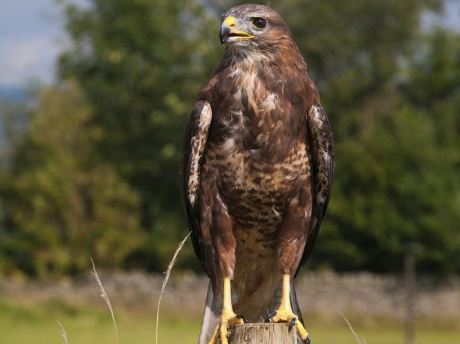buzzard