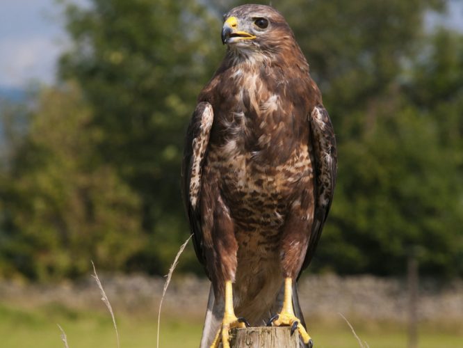 buzzard